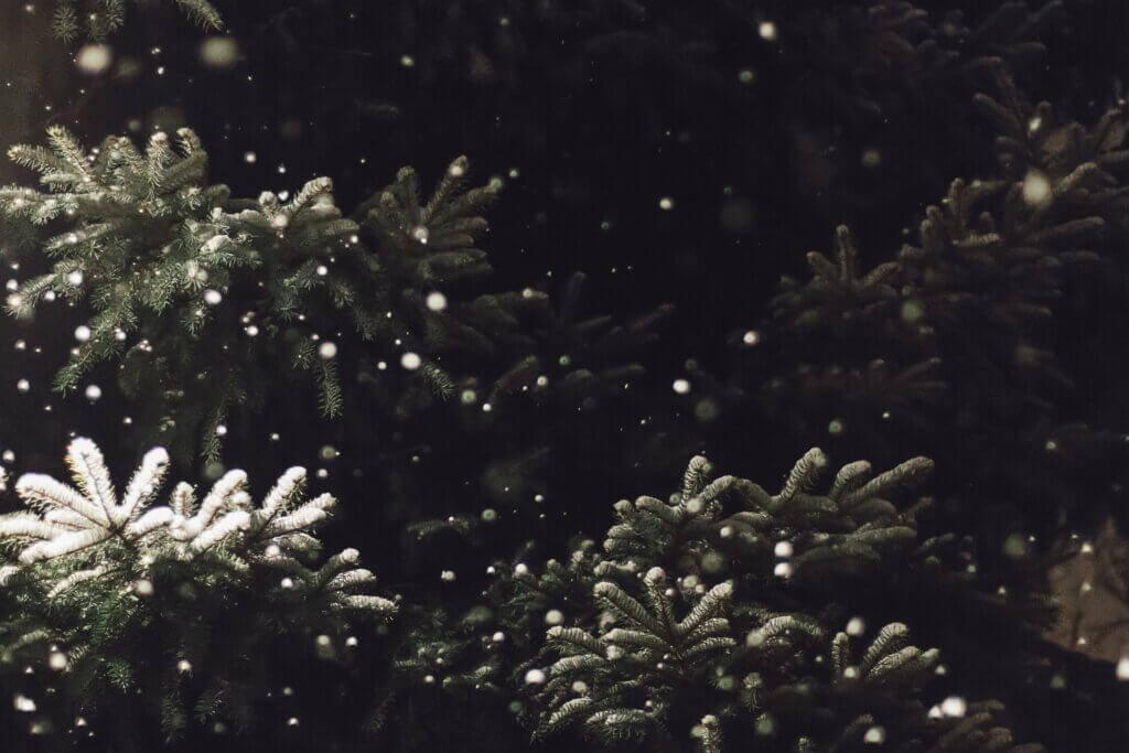 Close up of fir tress with snow on them